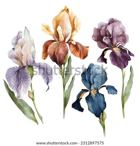 Iris flower vector watercolor hand paint collection Royalty-Free Stock Photo #2312897575