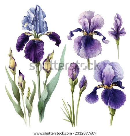 Purple Iris flower watercolor paint collection Royalty-Free Stock Photo #2312897609