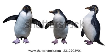 Northern rockhopper penguins isolated on white background
