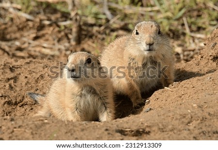 close up of  two young black-tailed prairie dogs on top of  their burrow at the rocky mountain arsenal wildlife refuge in commerce city, near denver, colorado      Royalty-Free Stock Photo #2312913309