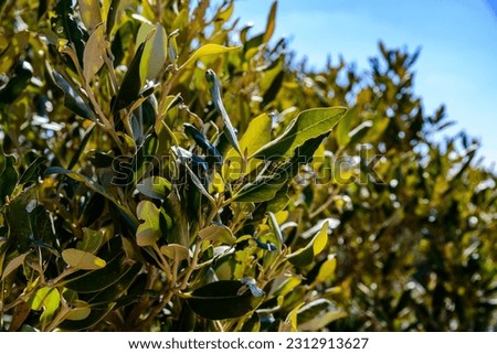 Mangrove trees in Ras Mohammed national park. Sinai peninsula, Egypt
