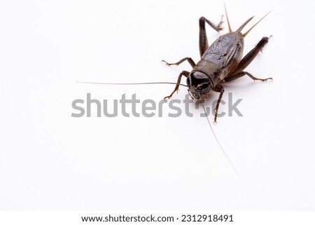 White Background Pictures of Male Crickets.
It is called emma field cricket.