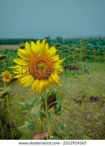 Beautiful Sunflower  Picture In Nepal 