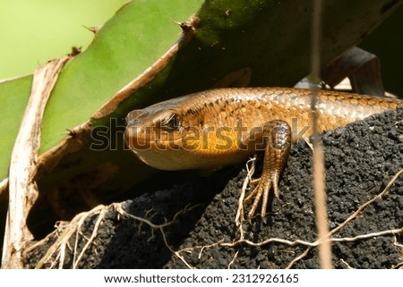 Lizards are a group of scaly reptiles with four legs