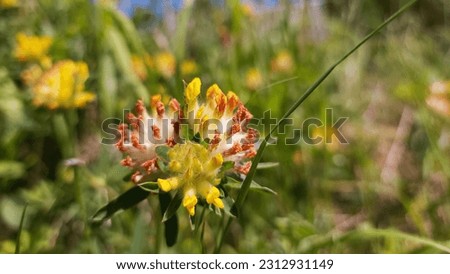 A vibrant yellow spring flower with hints of orange.