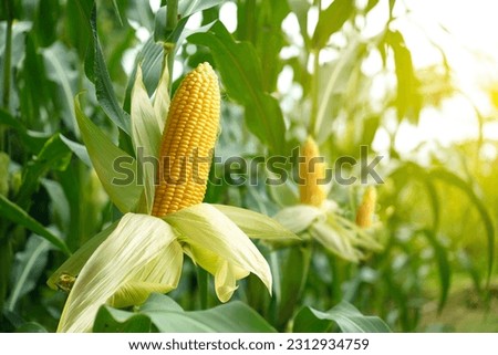 Close-up corn cobs in corn plantation field. Royalty-Free Stock Photo #2312934759