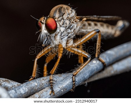 Robber fly on a barbed wire with black background, Select focus of head and eye detail, Insect photo.