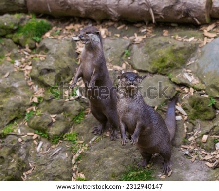 Two small clawed asian otter pups (kits) standing upright on their back legs, mouths open.