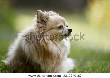 Portrait of brown chihuahua in grass in warm light