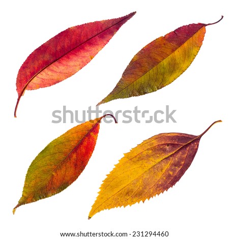 Isolated autumn leaves set