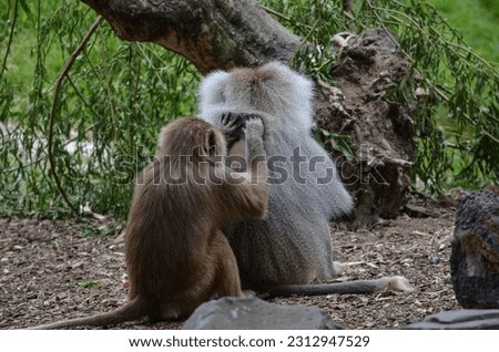 Two hamadryas baboons grooming each other for fleas