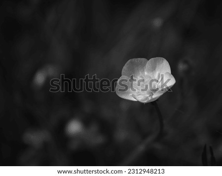 Abstract Buttercup flower macro in monochromatic view. Isolated blossom with unfocused background. Black and white outdoor photography in spring.