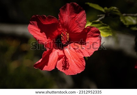 The hibiscus flower captivates with its vibrant hues and captivating shape. The petals unfold like delicate silk, displaying colors ranging from bright red and orange to soft pink, yellow and white.