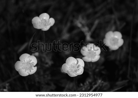 Buttercups in black and white color. Abstract nature photo of multiple blossoms up close. Beautiful spring wildflowers in monochromatic view.