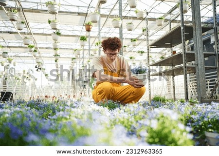Purple colored flowers in pots. Young man with curly hair and in glasses is in greenhouse.