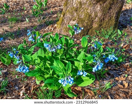 Virginia Bluebells carpet the forest floor in Webster County, West Virginia, USA Royalty-Free Stock Photo #2312966845
