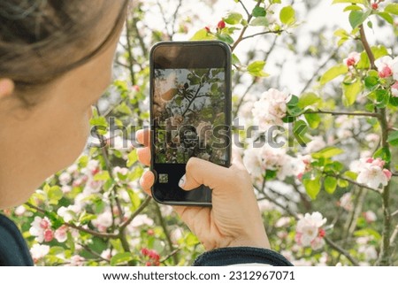 Female holding mobile phone and take photo blooming spring apple trees. Springtime and people