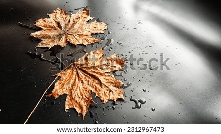 Yellow dry maple leaf in water or a puddle with drops and reflection on a black background. The concept of sad autumn day and the withering of nature. Abstract background and texture. Partial focus