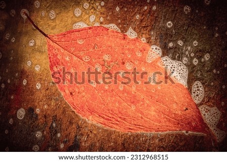 Autumn leaf on glass - drops and streaks of water on the surface. Photography overlays- clip art