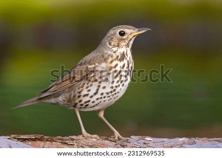 The song thrush (Turdus philomelos) is a thrush that breeds across the West Palearctic Royalty-Free Stock Photo #2312969535