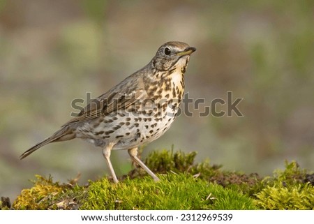The song thrush (Turdus philomelos) is a thrush that breeds across the West Palearctic Royalty-Free Stock Photo #2312969539