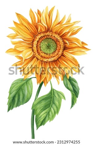 Sunflower isolated on white background. Botanical painting, watercolor illustrations. Yellow flower hand painted