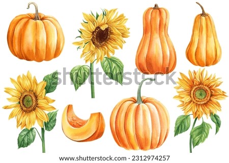 Pumpkin and sunflowers isolated on white background. Botanical painting, watercolor illustrations. Set yellow flowers