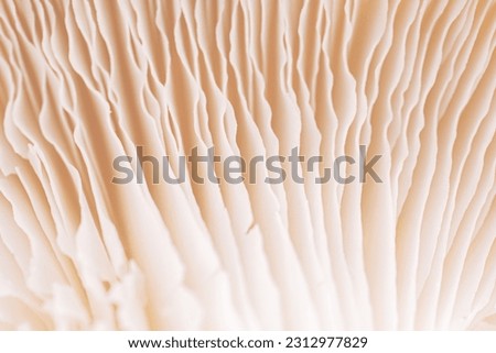 Mushroom texture pattern for design and decoration. Close up of mushroom gills. Abstract nature background. Mushrooms macro. Edible mushrooms texture. Oyster mushroom pattern.