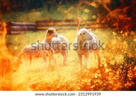 Little lambs grazing on a beautiful green meadow with dandelion. Fire effect