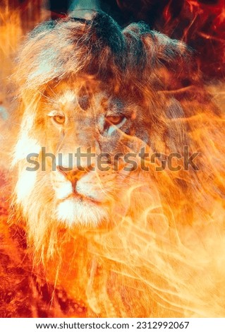 Lioin face in flame. Fire background.
