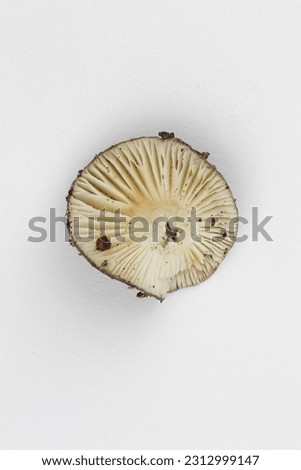 macro picture of a mushroom
