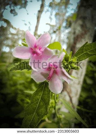 Beautifully Blooming Small Pink Flowers, A Weed For Farmers' Crops, Picture Taken In Seruyan Indonesia