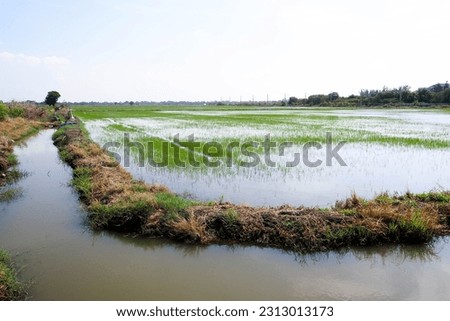 Rice fields that are starting to be cultivated in Thailand