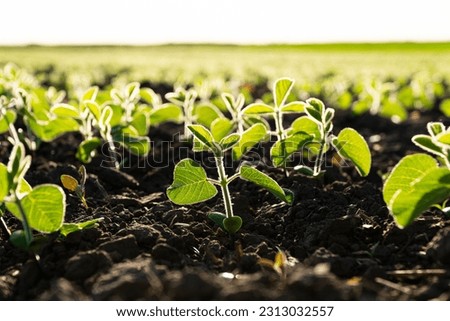 Close up seeding soya bean sprout. Green young soya plants growing from the black soil on sunlight evening. Soy agricultural. Selective Focus with Shallow Depth of Field. Royalty-Free Stock Photo #2313032557