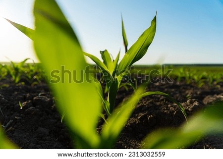 Close up seeding maize plant. Green young corn maize plants growing from the black soil on sunlight evening. Corn agriculture. Selective Focus with Shallow Depth of Field.