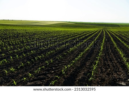 Rows of young corn plants on a fertile field with dark soil. Green corn field in the sunset. Green corn maize field in early stage.