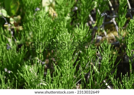 Field horsetail growing in an abandoned pasture Royalty-Free Stock Photo #2313032649