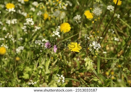 Field of yellow hawksbeard or crepis during a sunny spring afternoon in April.