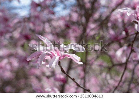 Big blooming pink magnolia flowers on a tree branch. There are many branches with blooming flowers on the background.