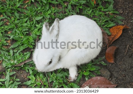 Photo from the top angle A rabbit playing in the garden