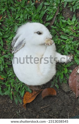 Photo from the top angle A rabbit playing in the garden