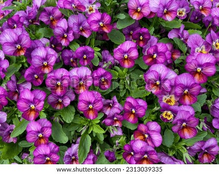 Violet purple spring flowers viola cornuta close up, flower bed with horned violet pansies high angle view, floral spring wallpaper background