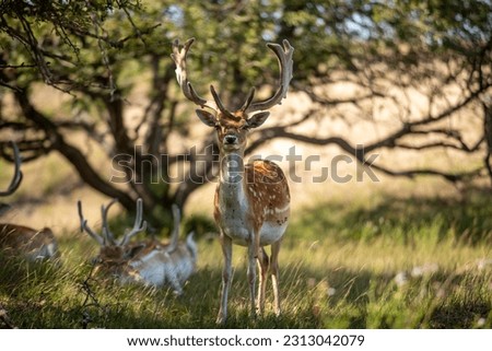 this picture shows a beautiful wild deer in the dunes in the Netherlands. This place is called the Amsterdamse Waterleidingduinen. 