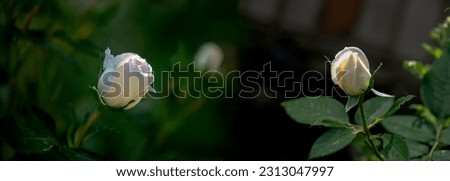 A pair of white roses in the panorama.Royal flower.The composition was made up of two white roses.