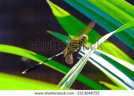 Macro Photography. Closeup shot of a green dragonfly perched on a pandan leaf in a park in Bandung city - Indonesia