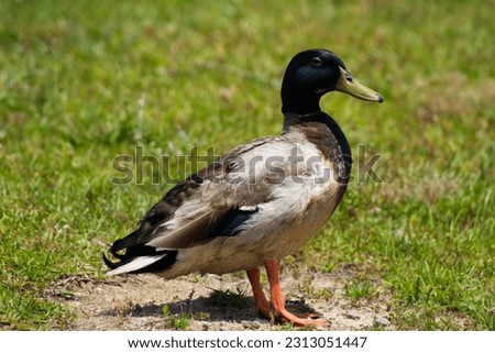 A waterfowl standing in his spot, relaxing, seen it and decided to take a picture.