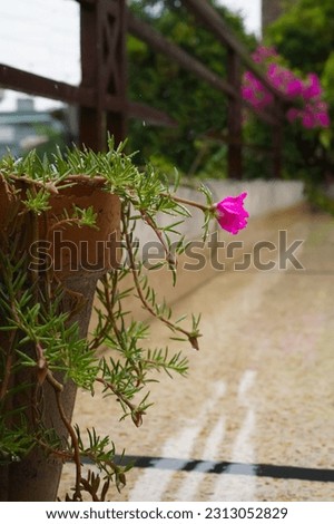 Portulaca oleracea magenta pink flower in water droplets in pot on the walkway during the rain. Portulaca crimson flower, ornamental form, vertical picture, selective focus, blurred natural background