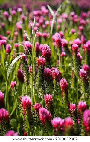 Pink Clover, Field, Landscape, Farmers, Bumblebee, bee, nature, Trees, Red flowers