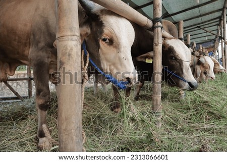 Many cattle ( sapi ) are sold in animal markets in preparation for Eid al-Adha. Muslim sacrifices. Royalty-Free Stock Photo #2313066601