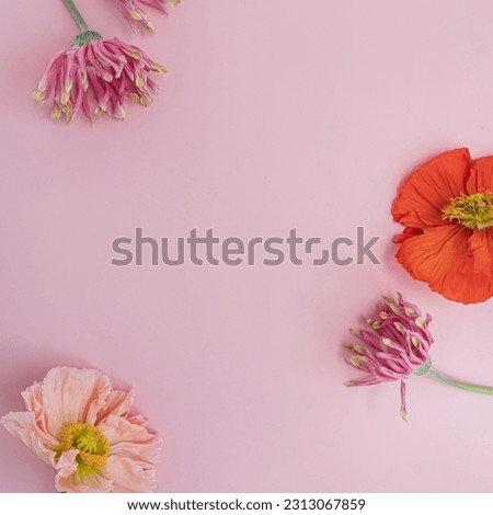Blank copy space frame of pink and red poppies and gerber flowers on pink background. Minimal stylish still life floral composition
